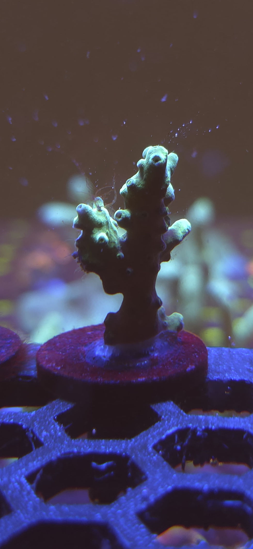 Thumbnail: Green Acropora 