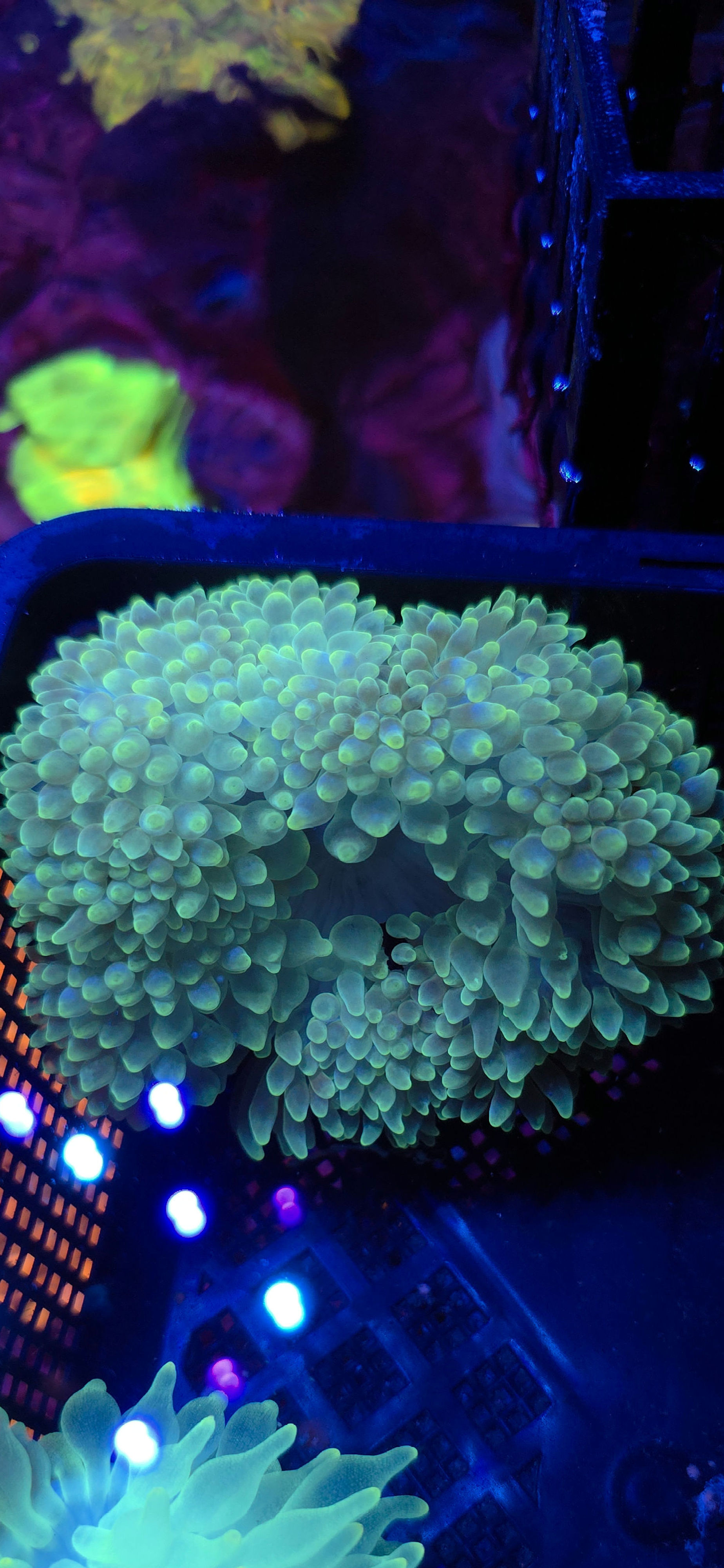 Green bubble tip anemone 