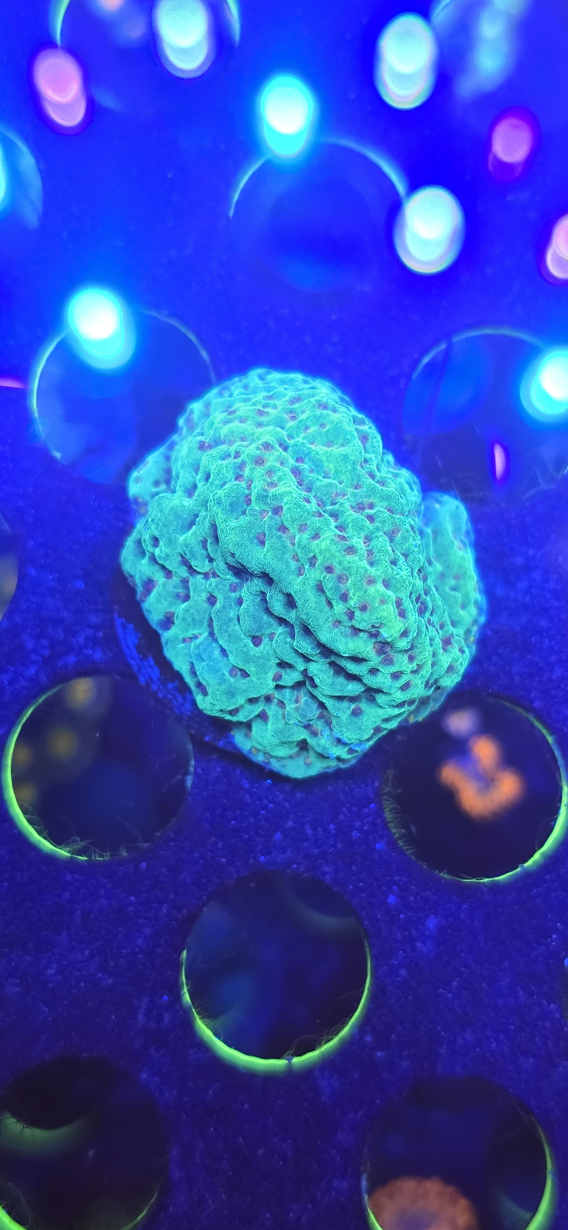 Grinch Montipora coral 