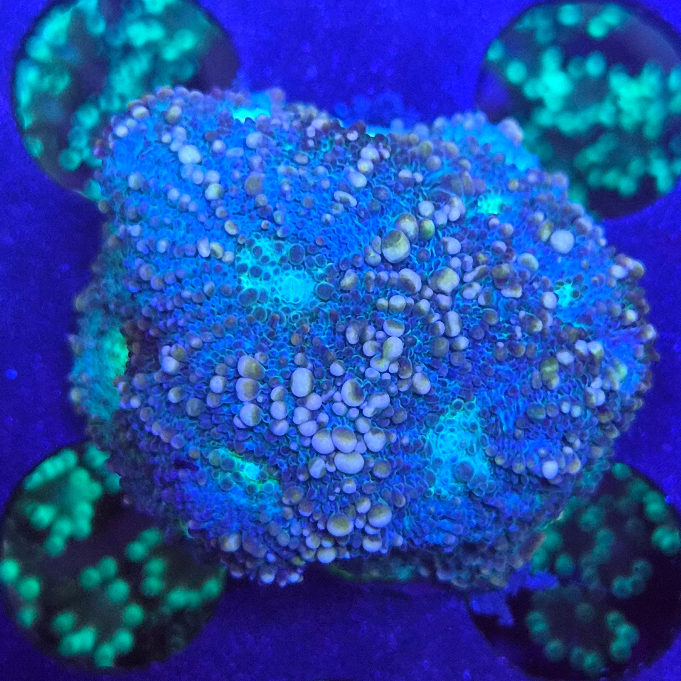 Blue Acan Echinata coral