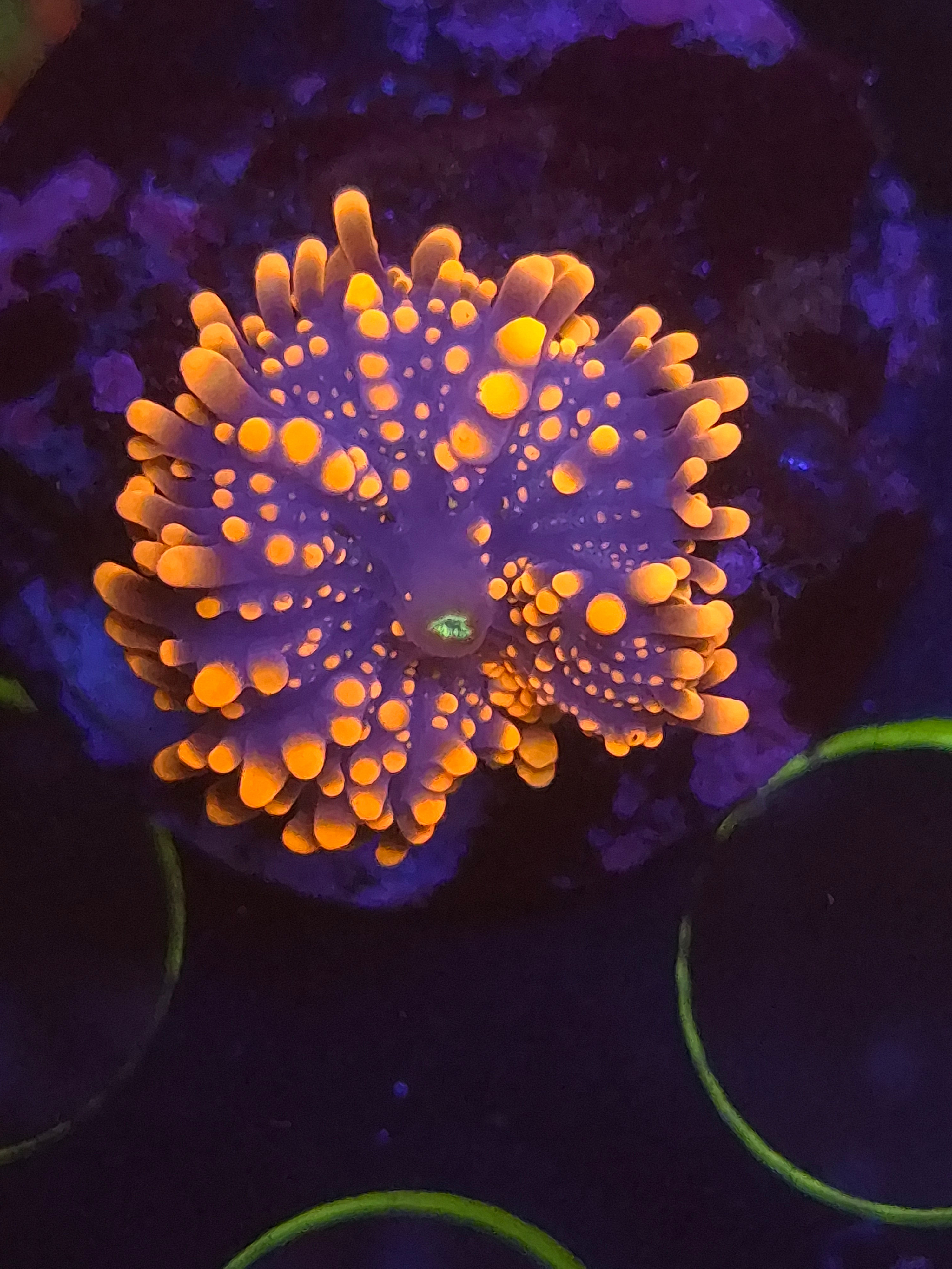 Yuma Mushroom coral #8