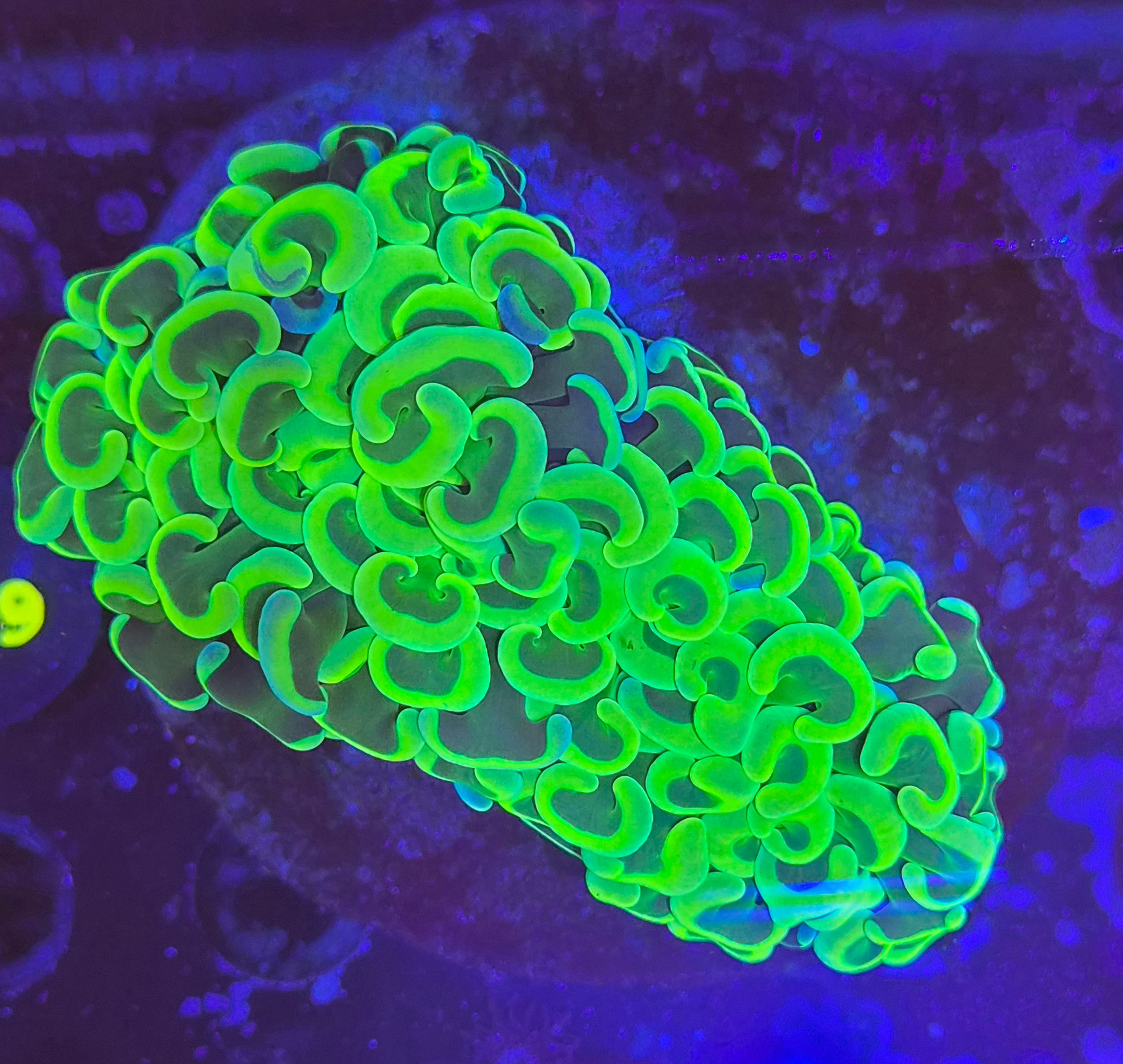 Medium wall hammer coral D01