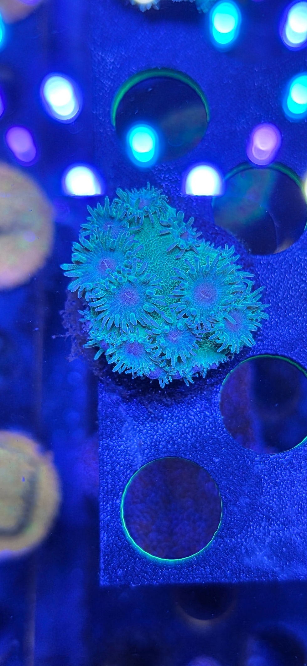 Thumbnail: Green turbinaria Coral 