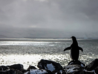 Antarctic Expectations: South Shetland Islands, Antarctica
