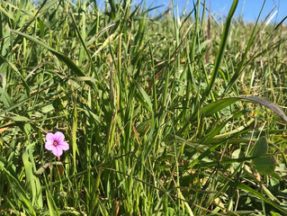 California Super Bloom: Mt. Tamalpais State Park