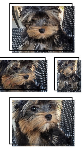 20260920_154209-COLLAGE.jpg