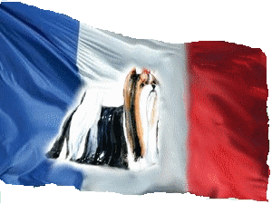 French Biewer Club