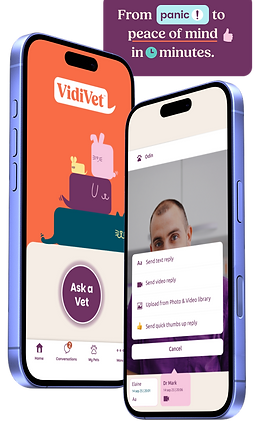 Pictue showing the vidivet app on a mobile phone - it says "from panic to peace of mind in minutes"