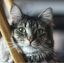 Picture of a handsome tabby cat