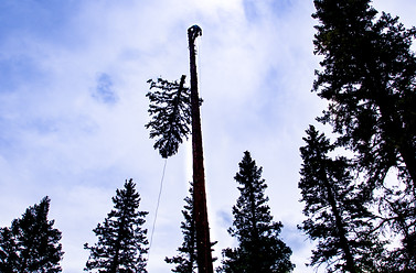 TREE REMOVAL IN RED RIVER NM