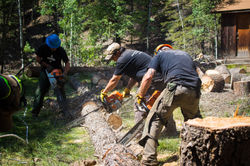 TREE FELLING & REMOVAL IN RED RIVER