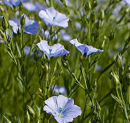 Flax%20flowers_edited.jpg