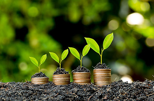 Seedlings