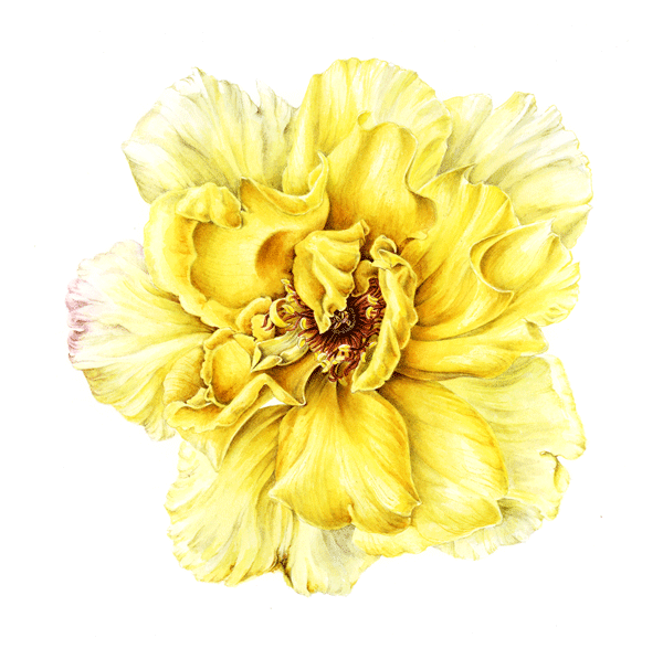 Yellow rose