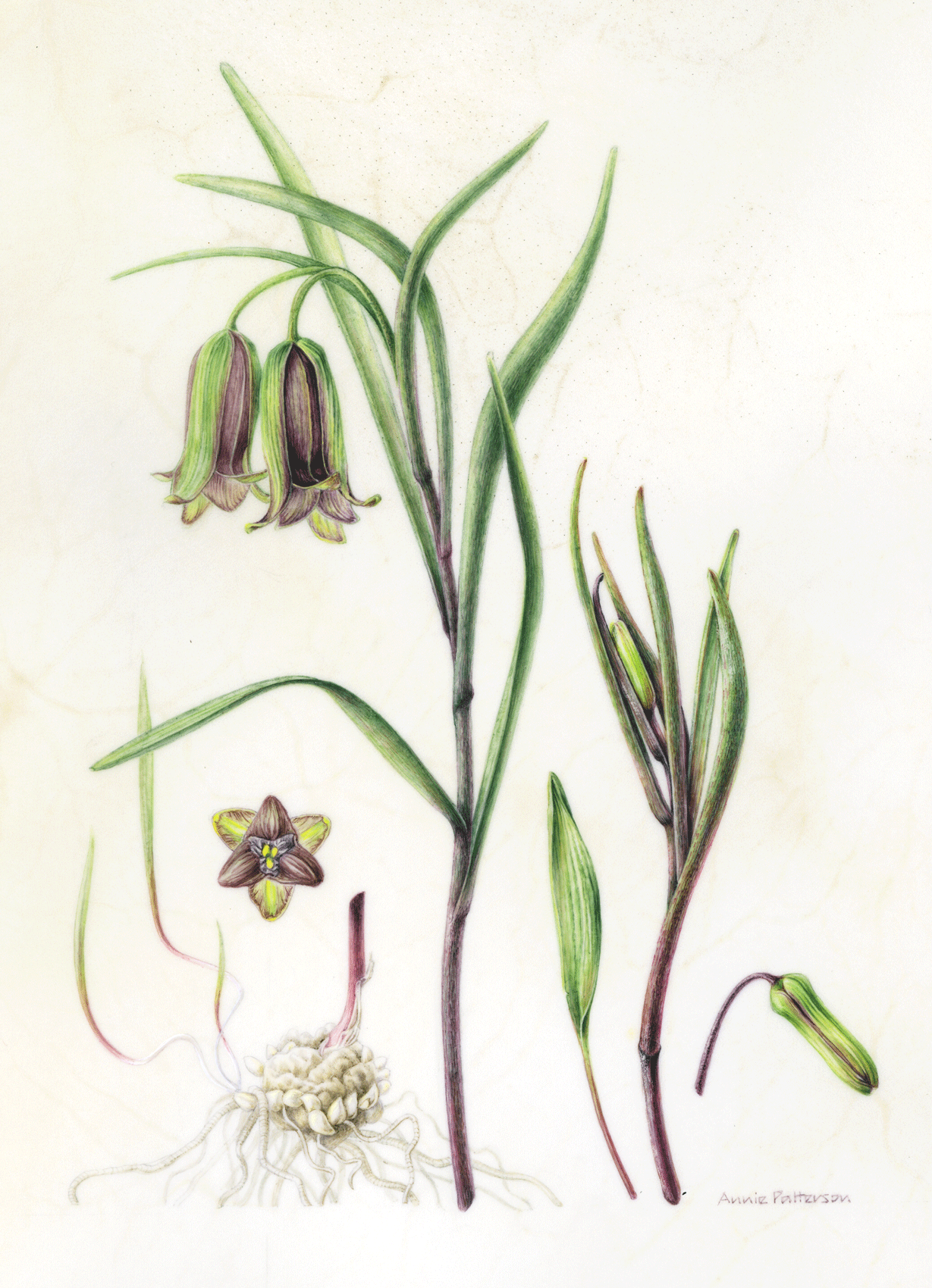 Fritillaria Elwesii