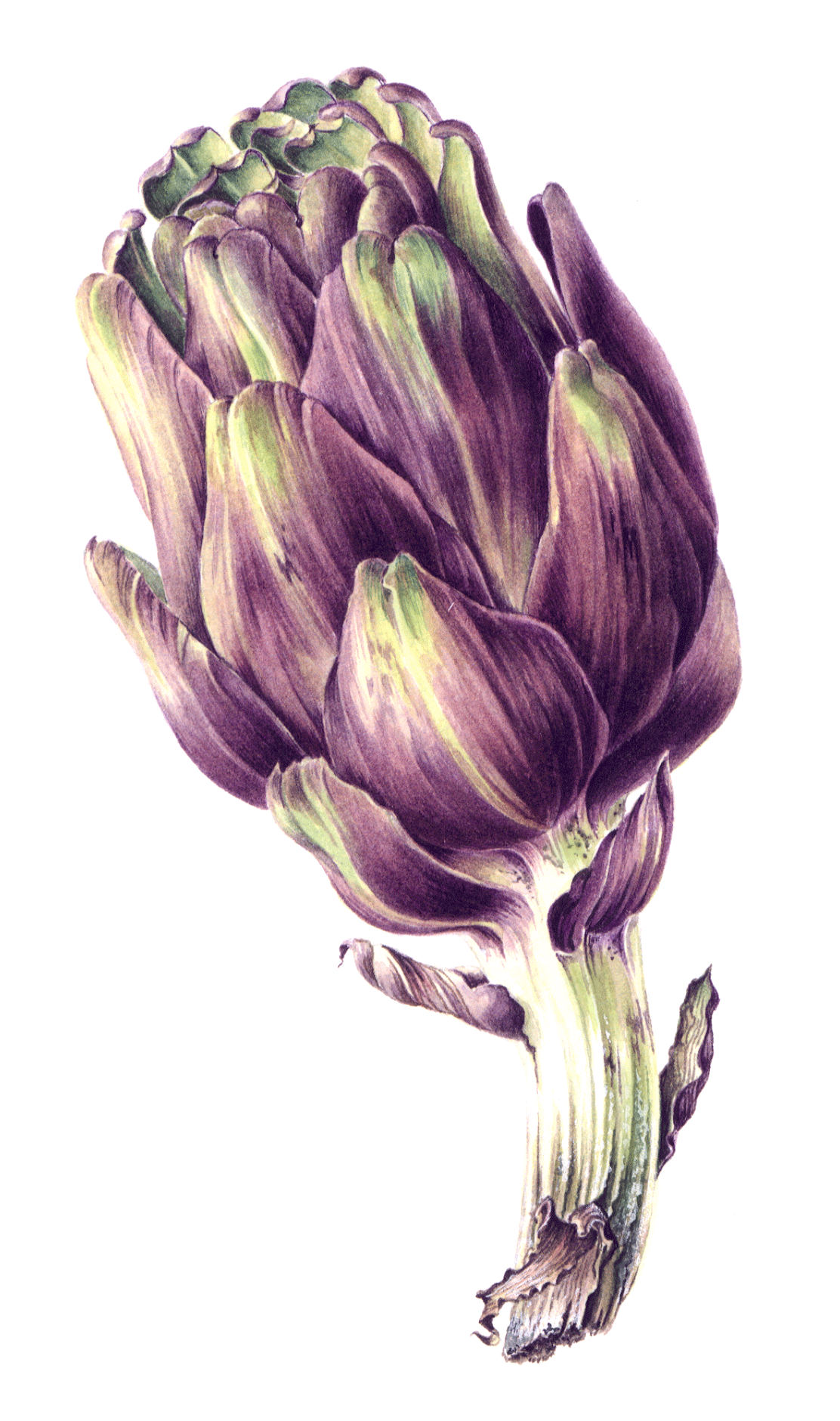 Ruby artichoke