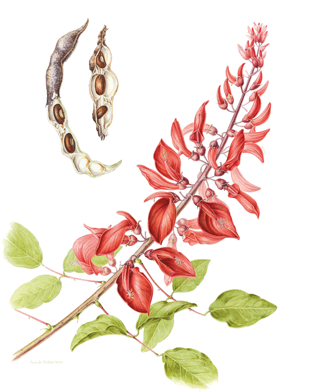 Erythrina crista galli 'Hendersonii'. Royal Botanic Gardens, Sydney, Australian natives