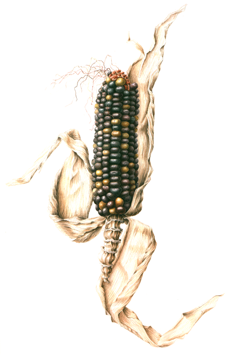 ornamental corn botanical watercolour heirloom veg