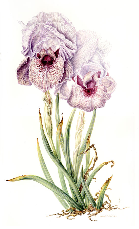 aril | iris | botanical | rare iris