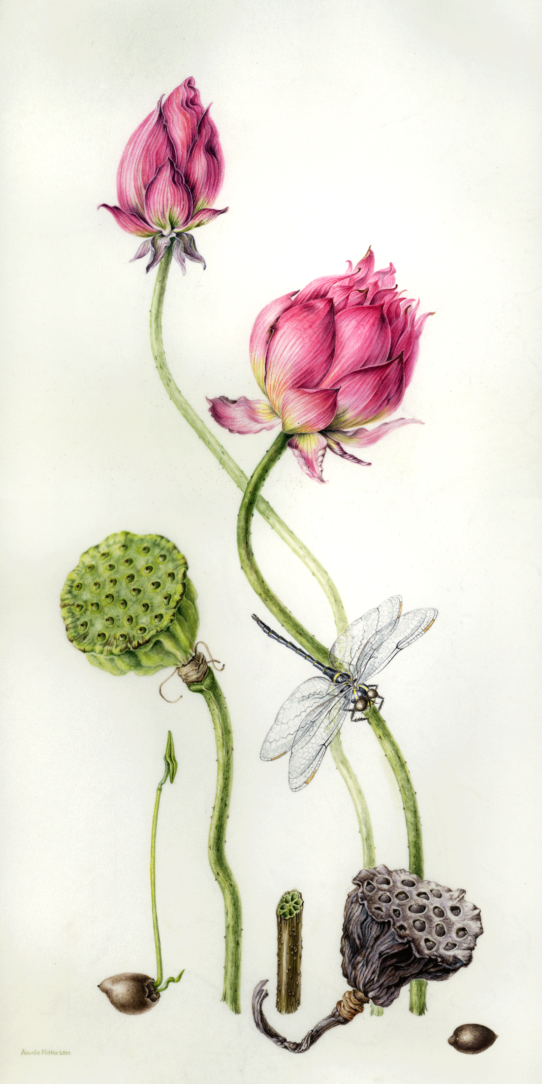 Lotus and dragonfly