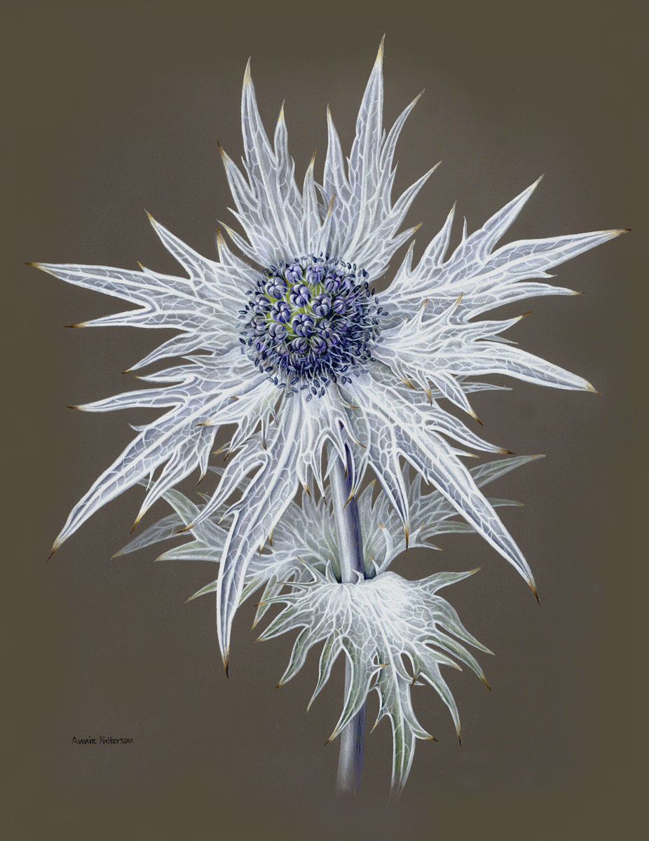 Eryngium giganteum SOLD