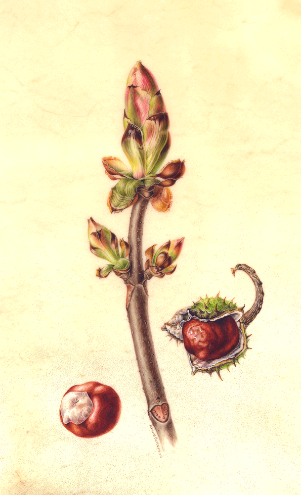 Horse chestnut bud