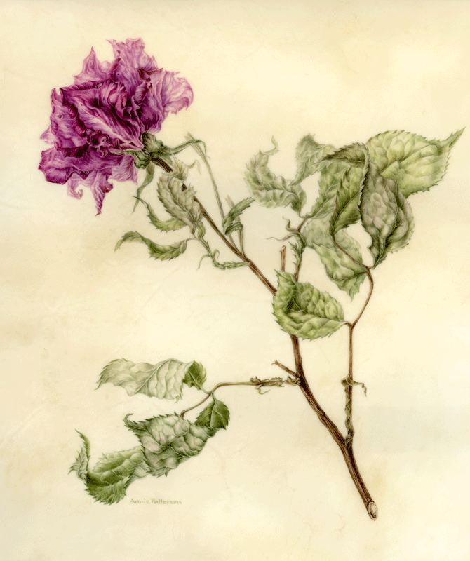 Faded rose on vellum