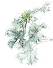 botanical art watercolor painting botanicalannie