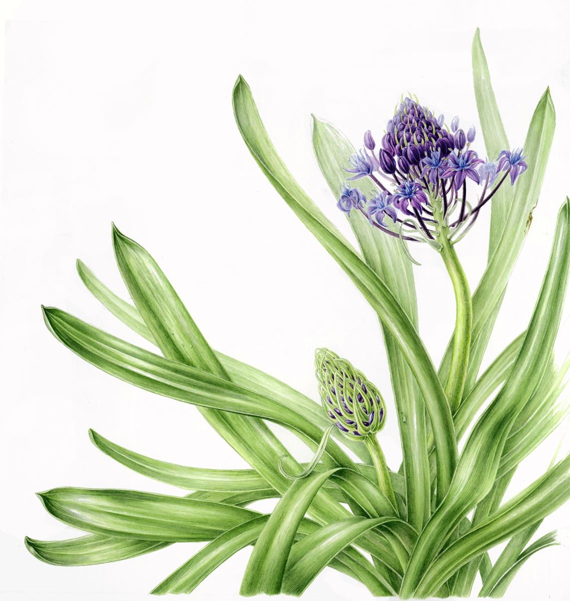 Scilla Caribbean Jewels