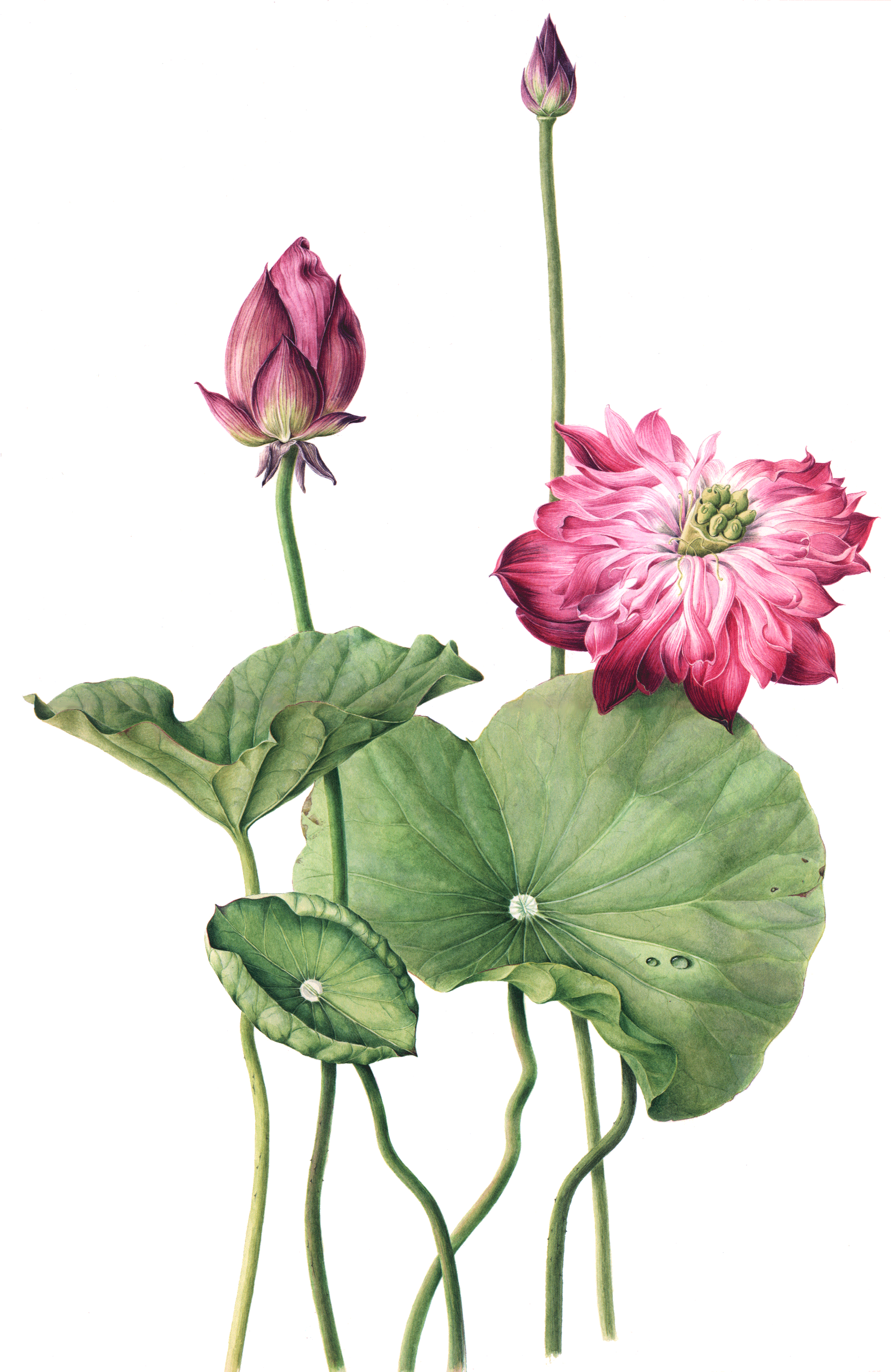 Lotus Mama