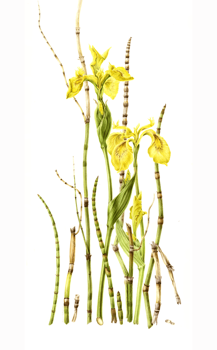 Equisetum Iris