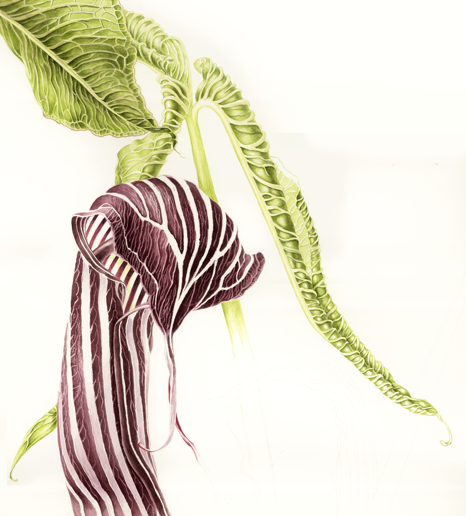 Arisaema costatum, tuberous perenial, watercolour on paper, botanical