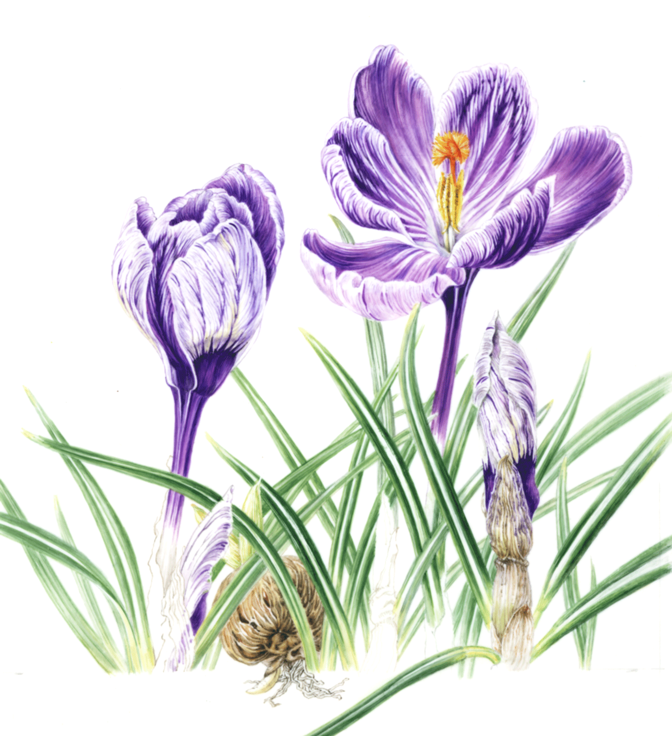 Crocus-Pickwick-WiP.gif