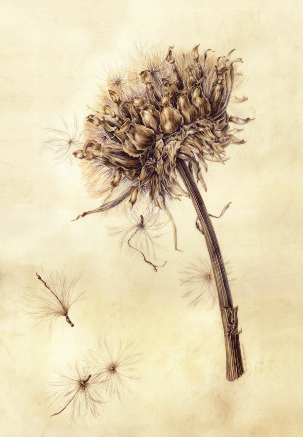 Cardoon seedhead - sold