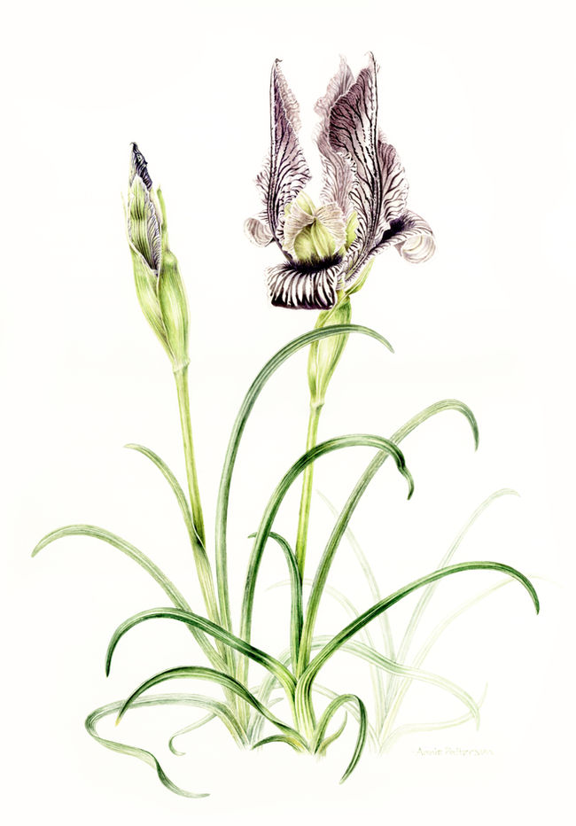 aril | iris | vellum | botanical | rare plants