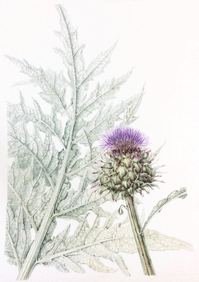 Artichoke and leaf