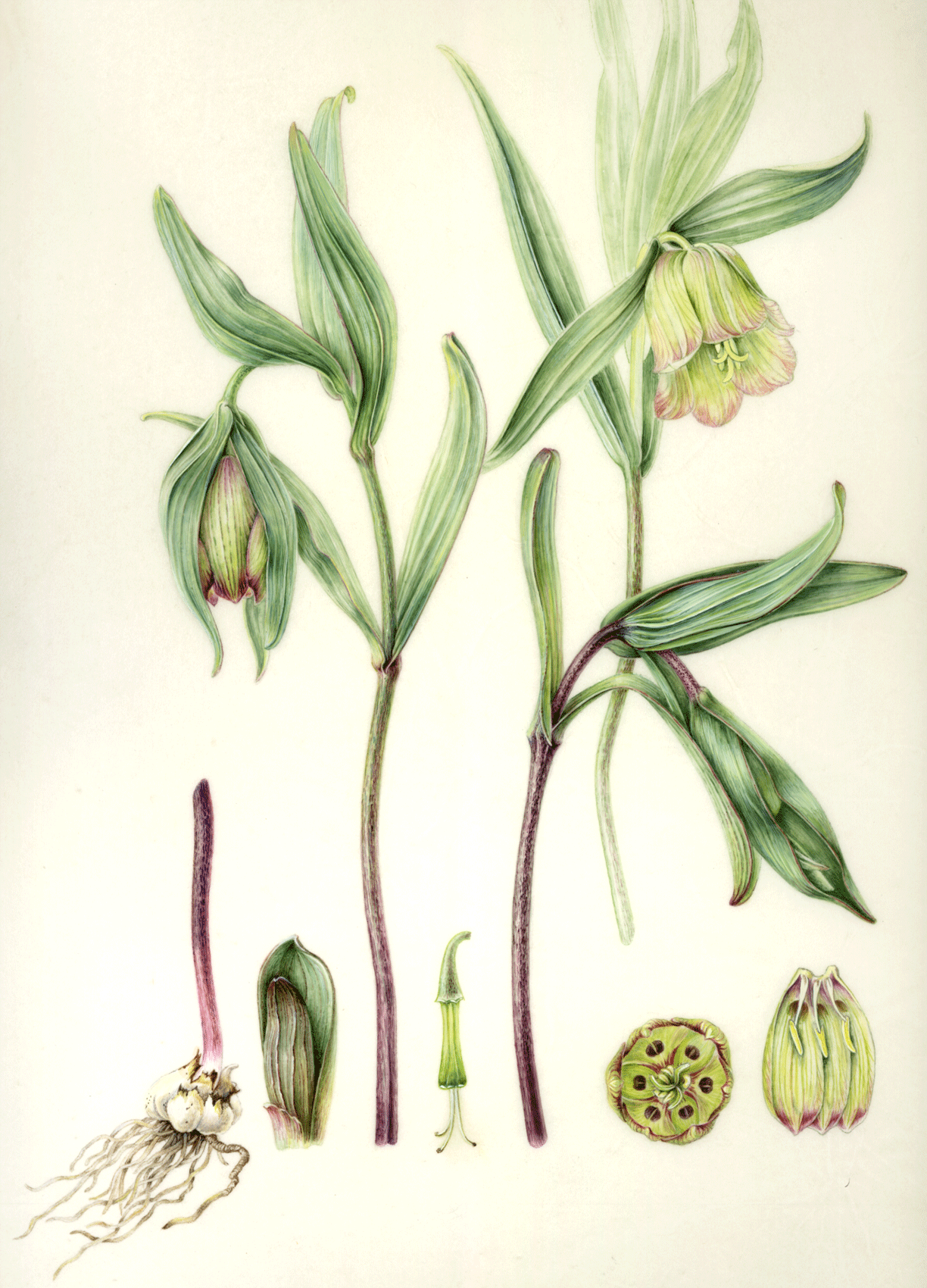 Fritillary pontica bulb botanical vellum