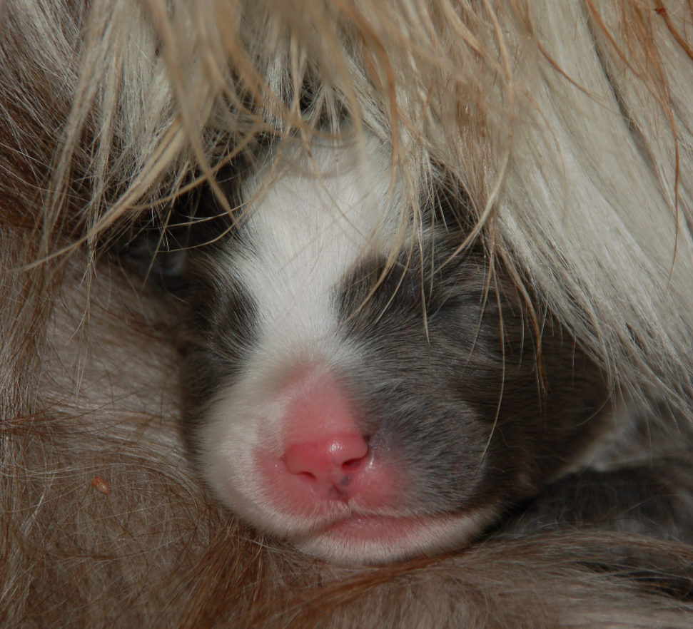 guck