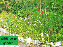 Wildflower garden