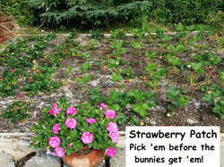 Strawberry patch