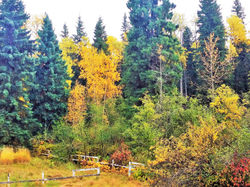 Fall- Meadow