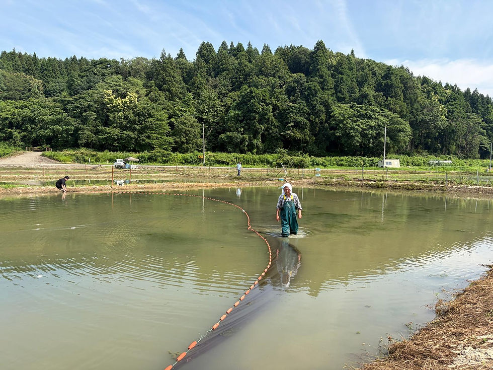 Koi Ikeage