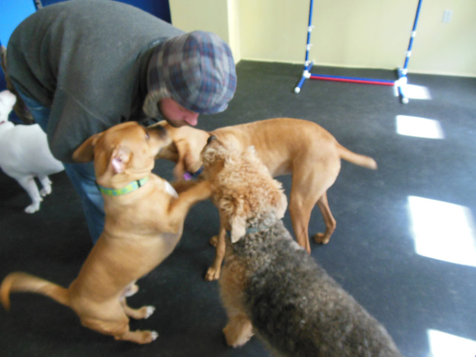 The Towne Barker | Doggy Daycare, Dog Boarding & Dog Training | Philadelphia | Fishtown | Northern L