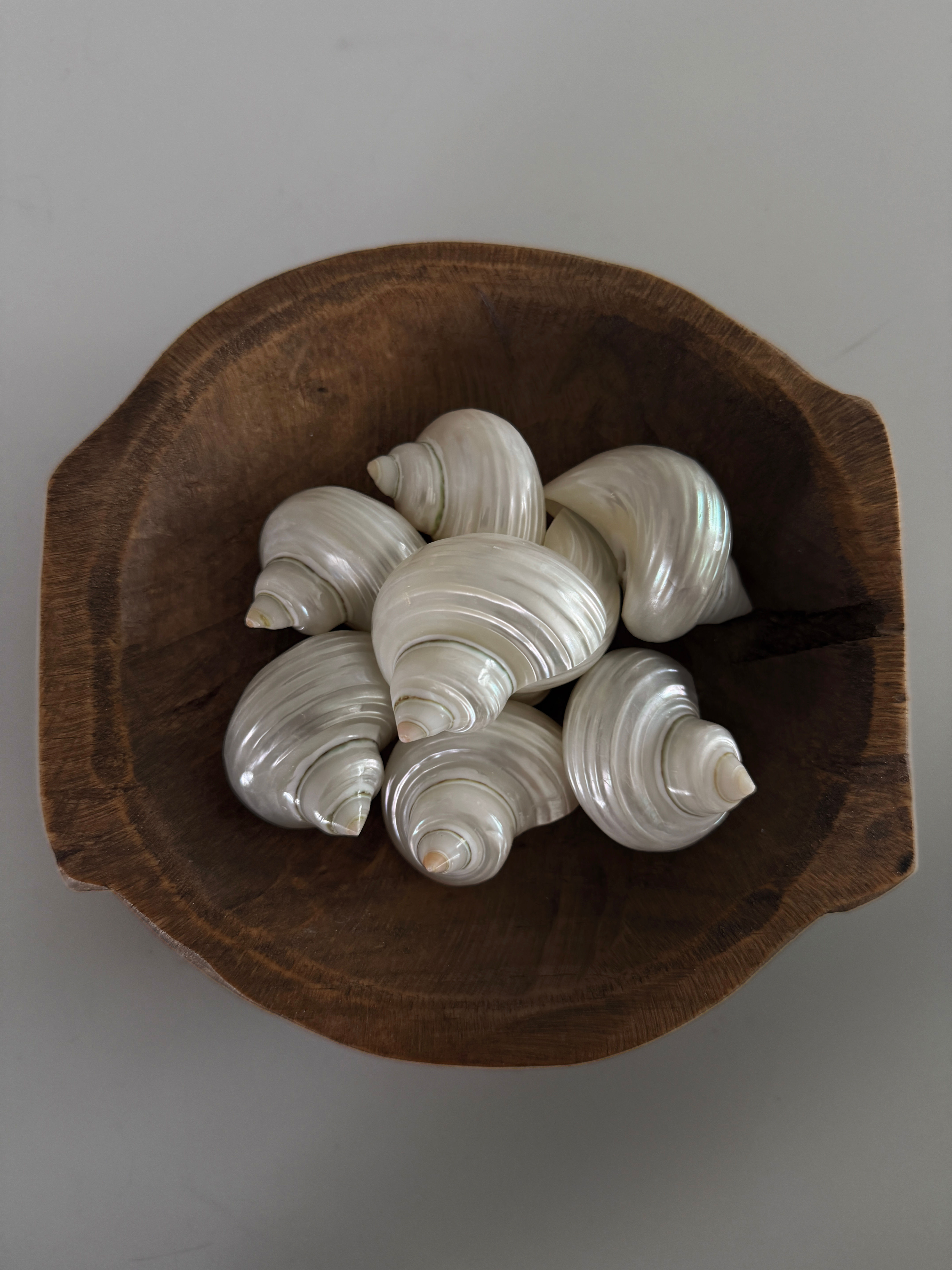 Hand-Carved Olive Wood Bowl with Pearled Delphinula Shells