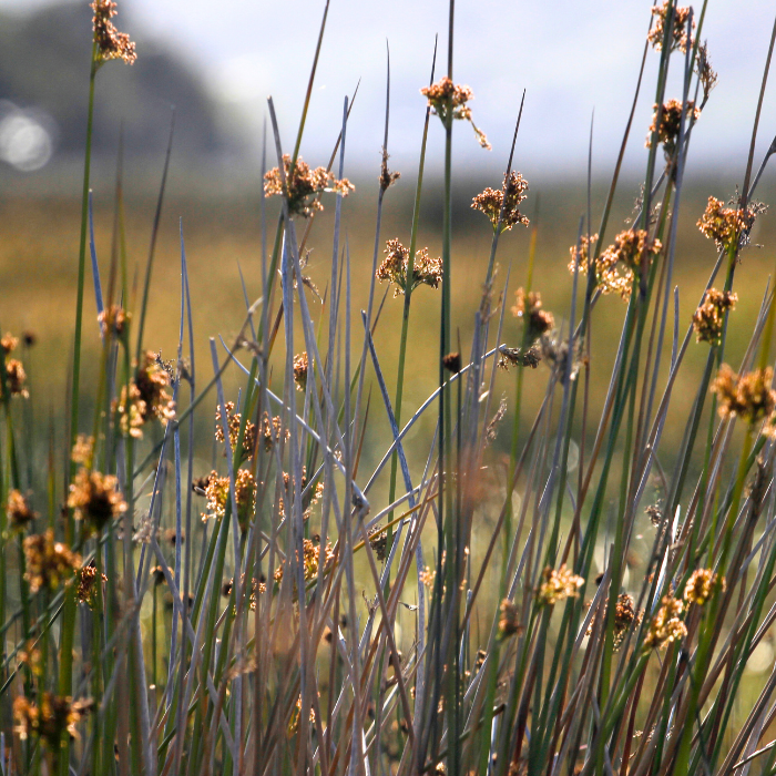 Miniatura: Taller de Canasta Chilota
