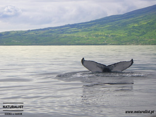 Humpback whale | Baleia de bossa - Megaptera novaeangliae