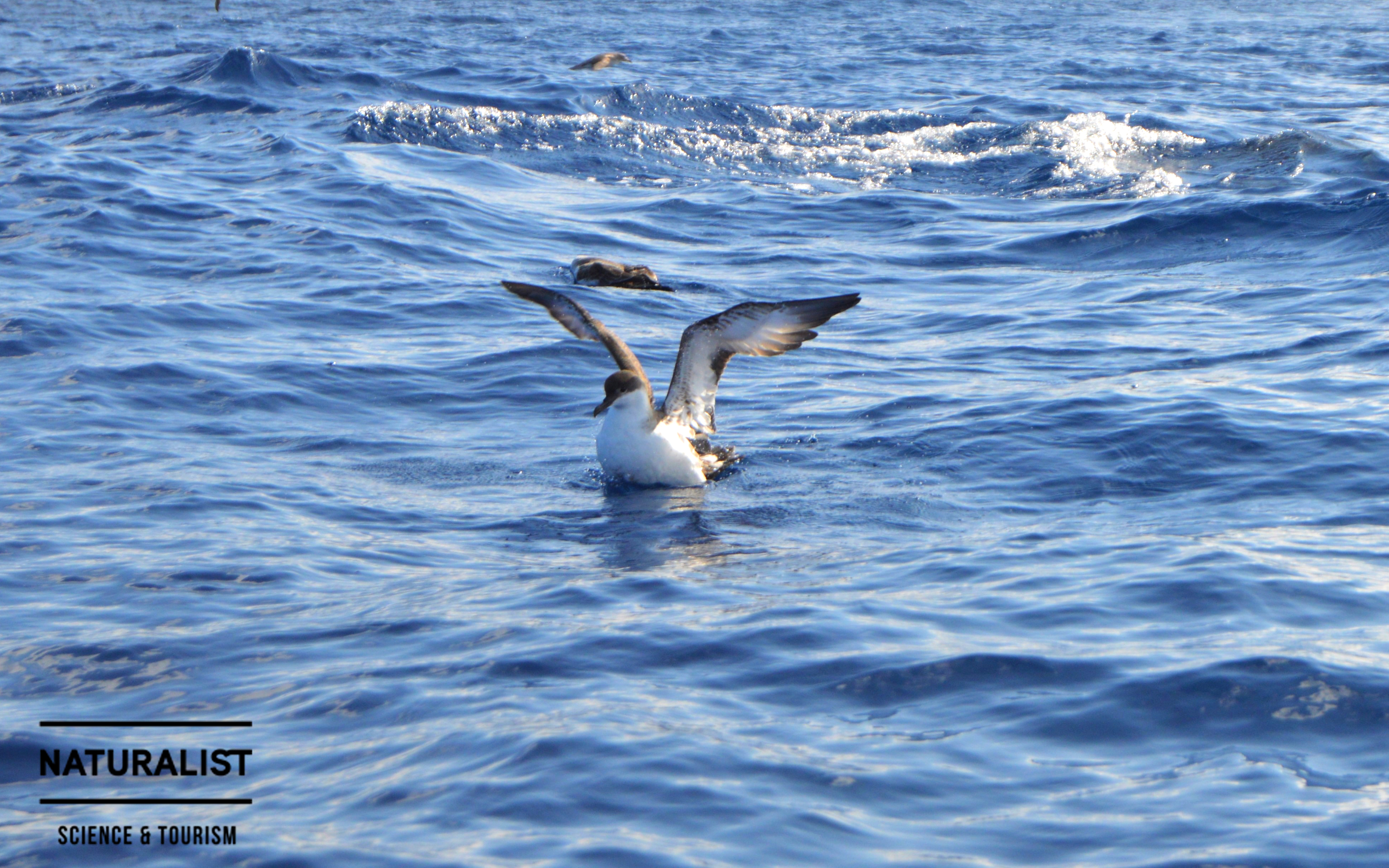 x great shearwater mm cut