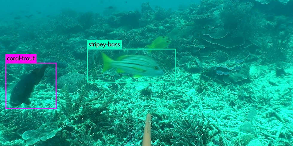 Automated Fish ID (AFID) - Using Machine Learning to identify, measure and count fish