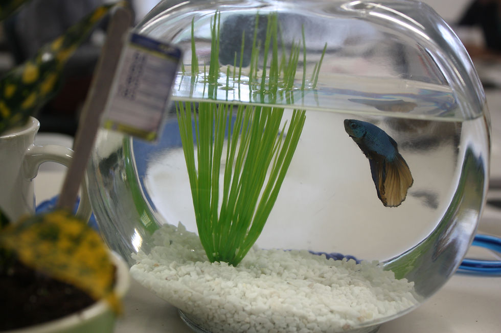 M. Lynch attend l'autobus