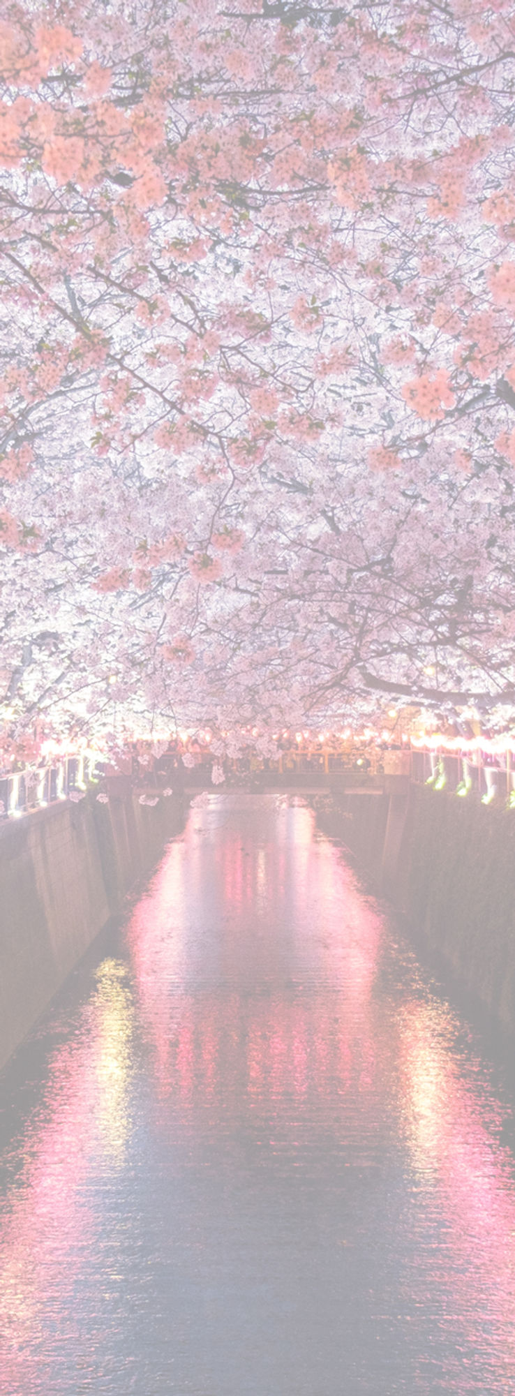 Sakura_edited.jpg